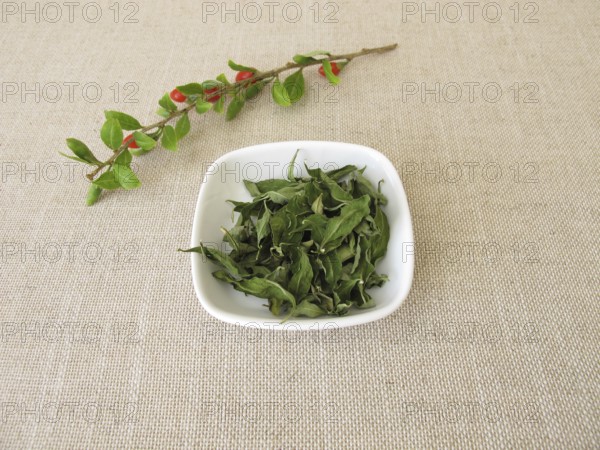 Dried goji leaves in a bowl and a fresh goji branch