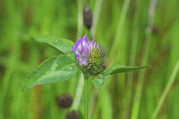 Purple clover flower in the grass field