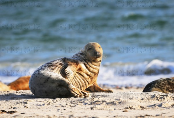 Grey seal (Halichoerus grypus), Heligoland, Schleswig-Holstein, Germany
