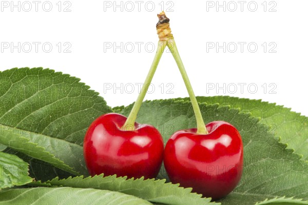Two Cherries and branch with leaves white isolated