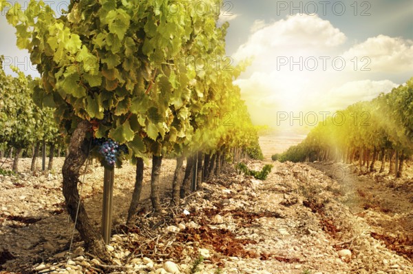 Vineyards at sunset in autumn harvest. Ripe grapes in fall.Cluster grapes on left