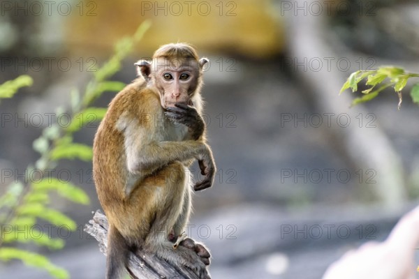 Ceylon hat monkey