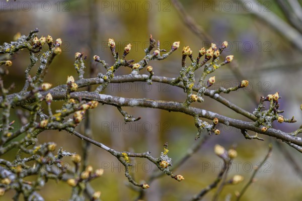 Close-up of branches with buds that herald spring and spread a positive mood, Bogen, Lower Bavaria