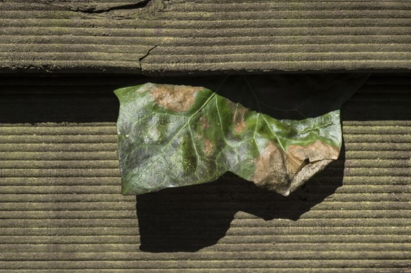 A withered leaf in the wood column
