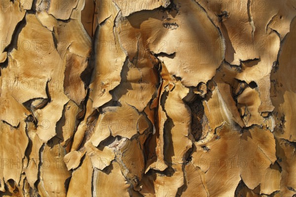 Bark of a quiver tree