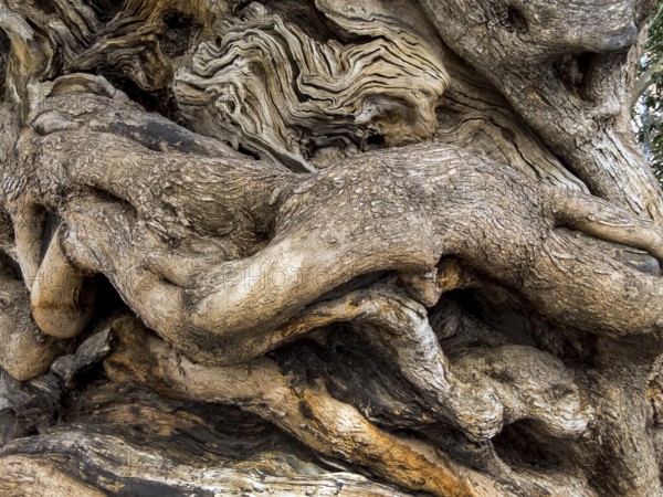 The trunk of a very old olive tree in Palma, Majorca, Spain Austria