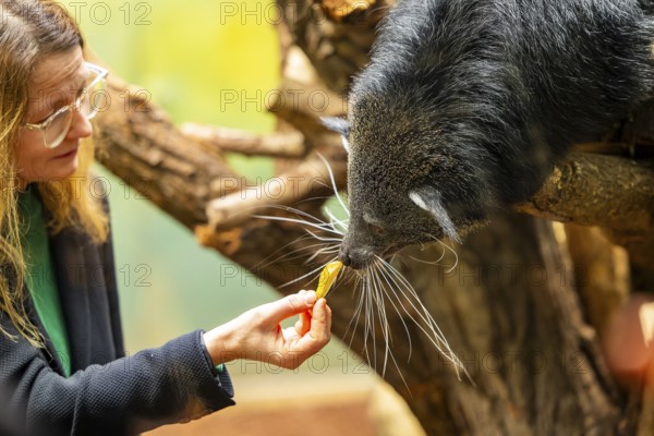 Animal inventory at Dresden Zoo At the turn of the year, all of the zoo's animal inhabitants are scrutinised and subjected to the obligatory count in order to determine the exact animal population as of 31 December. Animal keeper Rocco Nollau needed a lot of patience to get his binturong protégés on the scales. Mayor of Culture Annekatrin Klepsch helps, Dresden, Saxony, Germany