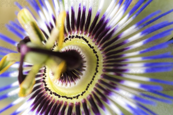 Beautiful blue violet passion flower in the country garden. Blue Passion flower in the Country garden in summer time