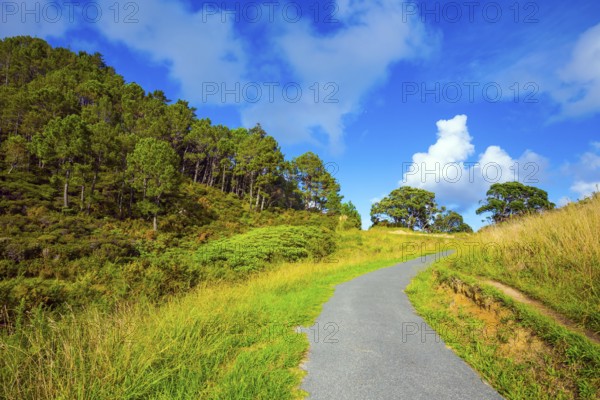 The path to Cathedral Cove. Picturesque trees grow along the sides of the path. Coromandel Peninsula on the North Island. New Zealand. The concept of active, exotic, ecological and photo tourism