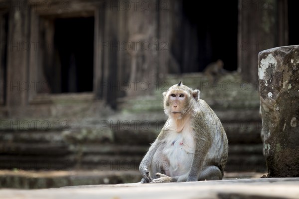 Monkey in the temple complex of Angkor Wat, Cambodia
