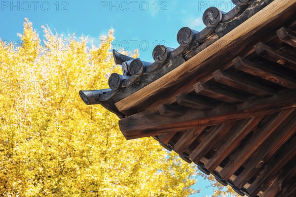 Nezu shrine traditional roof and autumn ginkgo tree in Tokyo, Japan