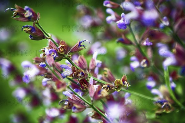 Exotic flower