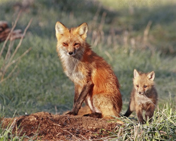 A red fox (Vulpes vulpes), Colorado, United States