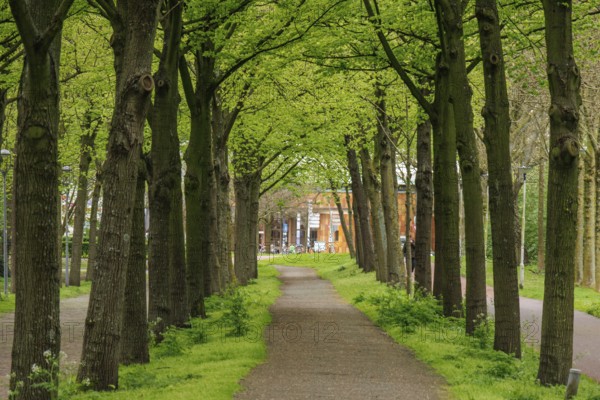 Well-kept path with a row of trees that forms a quiet and green passage in an urban environment, Rotterdam, the Netherlands