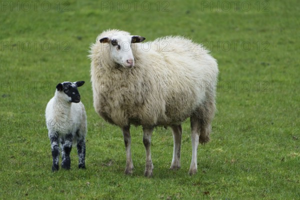 A sheep and a lamb stand together on a green meadow, surrounded by grass, sheep with small lambs on a green meadow, borke, germany