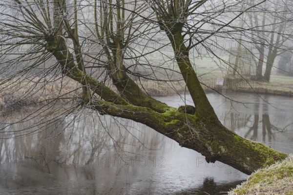 A bare tree overgrown with moss towers over a calm river in a winter scene, Borken, Münsterland, Germany