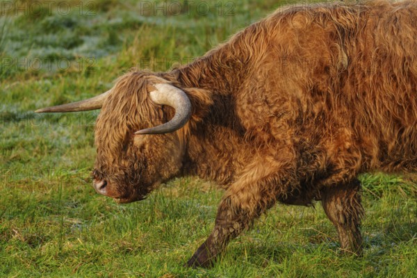 A Highland cow walks across the lush green meadow with a peaceful aura, Velen, münsterland, North Rhine-Westphalia, Germany