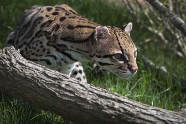 Ocelot (Leopardus pardalis), captive animal, zoo, Pittsburgh Zoo & Aquarium, direct eye contact, Ocelot walking through grass in sunlight, showcasing its distinctive fur pattern in close-up view