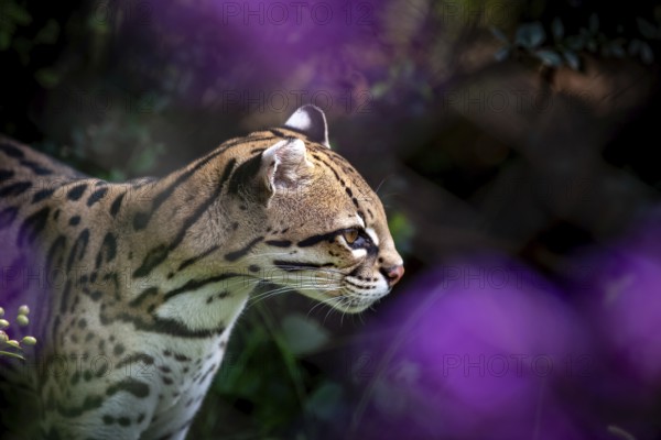 Ocelot (Leopardus pardalis), A focused ocelot with striking spotted fur, surrounded by a vibrant natural jungle setting, captive animal