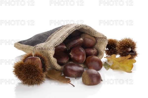 Chestnuts in burlap bag with leafs isolated on white background