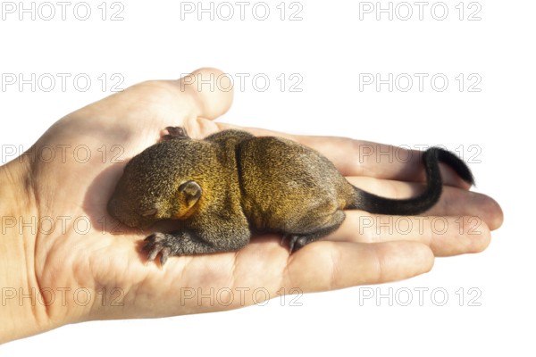 Growing squirrel pup of Indian palm squirrel (Funambulus palmarium) isolated on a white background