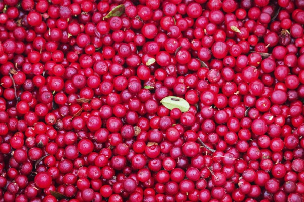 Process of gathering cranberries. A large number of berries poured in a heap