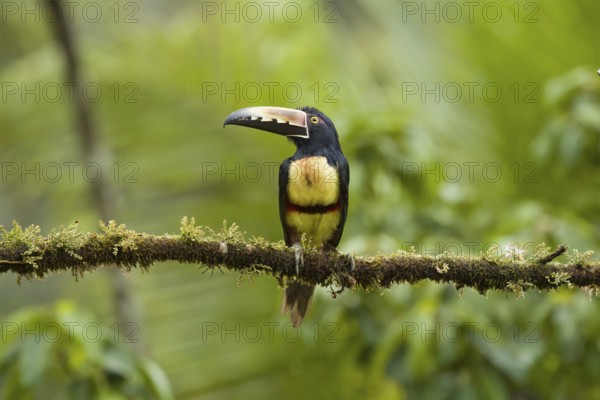 Fiery billed aracari, costarica