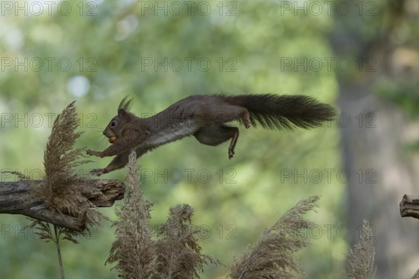 Sciurus vulgaris, italy