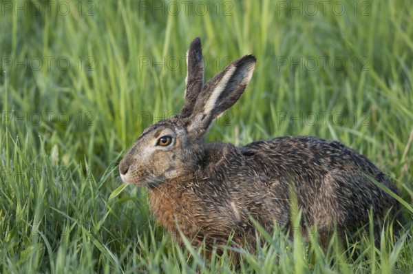 European hare (lepus europaeus)