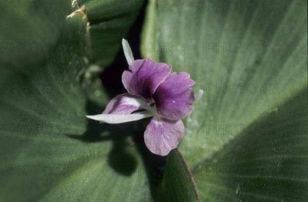 Indian spice lily (Kaempferia galanga)