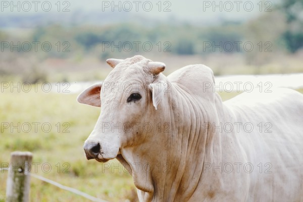 Cattle breeding in Brazil. Livestock and farming are the main activities that drive Brazil's economy