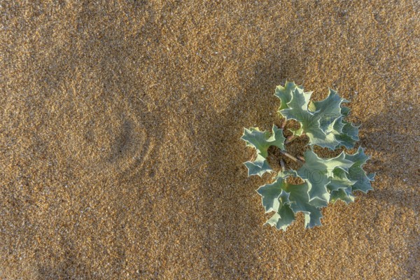 Eryngium maritimum. Marine thistle. Sea holly in the french atlantique coast