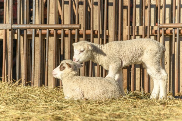 Lamb and sheep in a sheepfold and a pasture in a village in winter