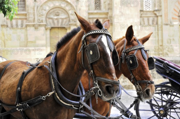 Cordoba, Andalusia, Spain, Europe, Two horses in harness in front of a historic building in the city