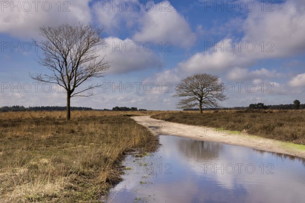 Trees on a heathland in the nature reserve the Regte Heide near the Dutch village Goirle