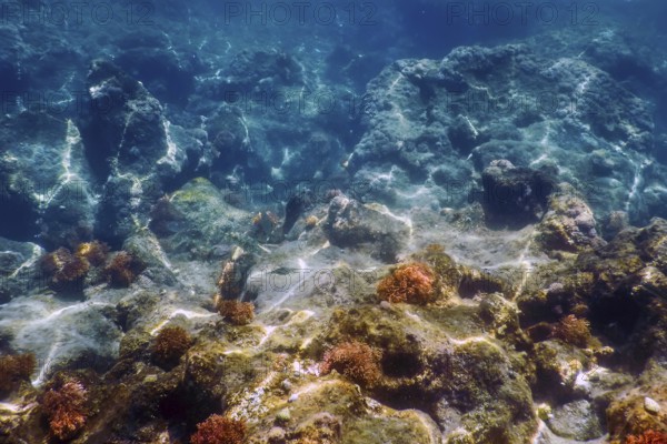 Sea Life Underwater Rocks Sunlight, Underwater Life