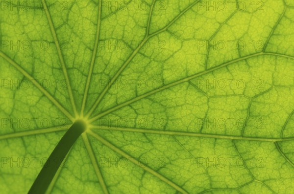 Bottom view of the leaf surface of a nasturtium