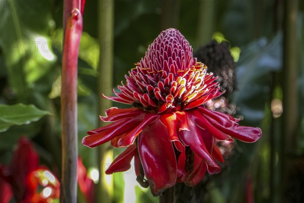 Close-up of a red Torch lily partly in sunlight, against natural dark background, Folha Seca, Brazil