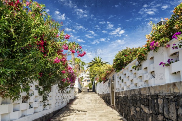 Flowered alley street in los gigantes residential area tenerife spain