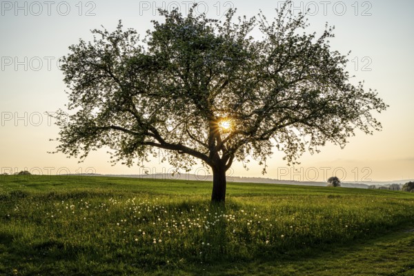 Fruit tree at sunset in the Rhön