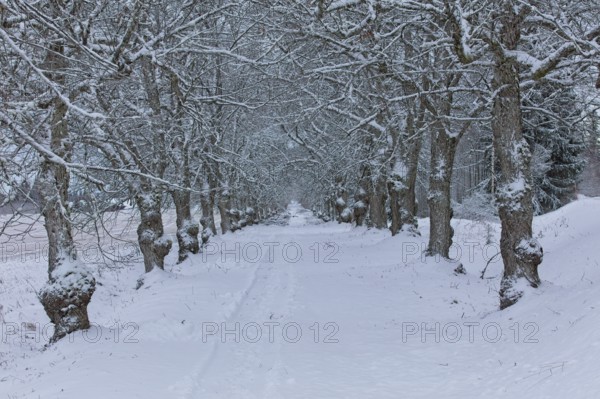Avenue of trees in winter with snow covered branches and ground, Nurmijärvi, Finland