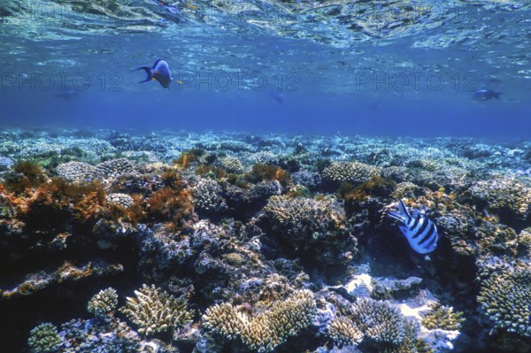 Underwater view of the coral reef, Tropical waters, Marine life