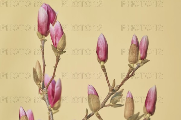 Pink Magnolia Flowers against the Yellow Background Varna, Bulgaria