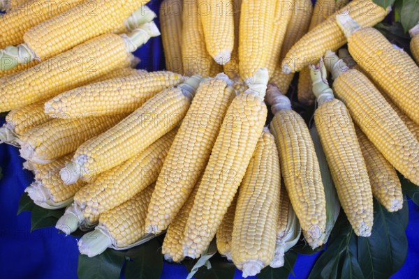 Plenty of organic fresh peeled corns as food background