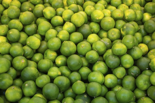 Freshly picked green tangerines mandarines, clementines, as Citrus fruit background