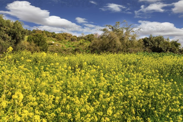 Lovely yellow flowers of colza honey plant. Spring green grass and flowers grow in forest glades. Forest Ben Shemen in the center of Israel. Clean air and blue sky