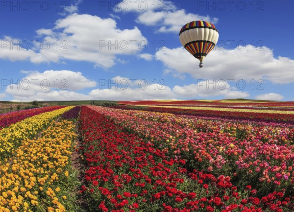 Spring windy day on the farm. In the sky flying scenic balloons. The colorful buttercups