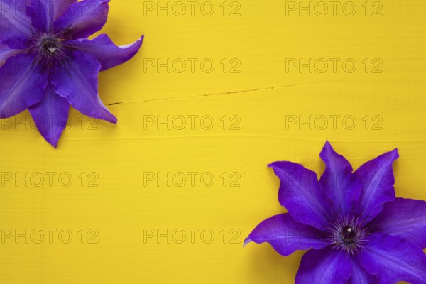 Two purple clematis isolated on wooden table