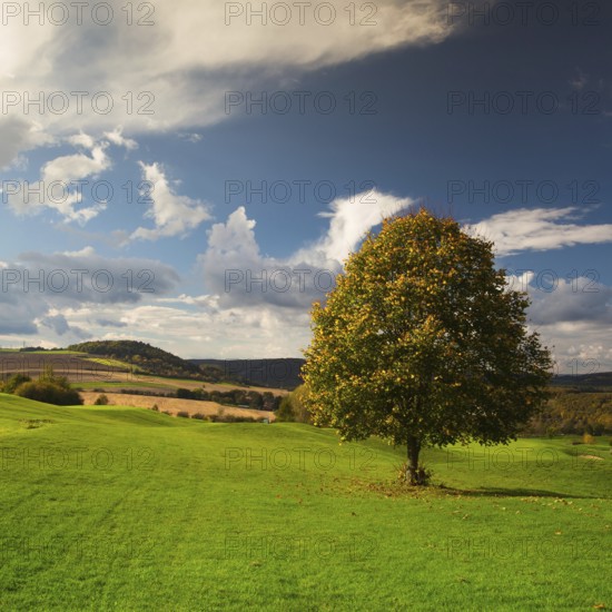 Lonely tree on a empty autumn golf course