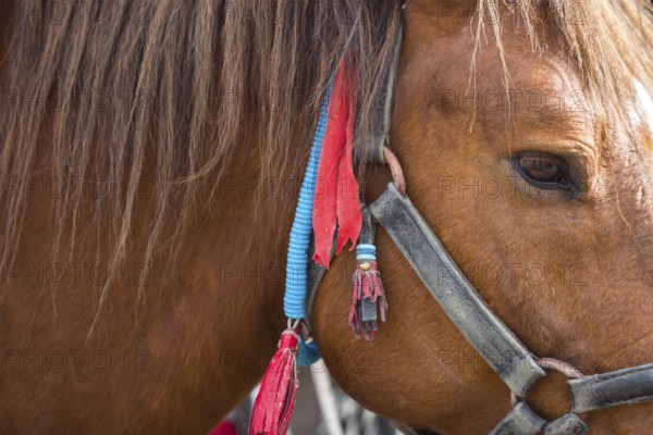 Close up of a head of a brown horse. Super closeup